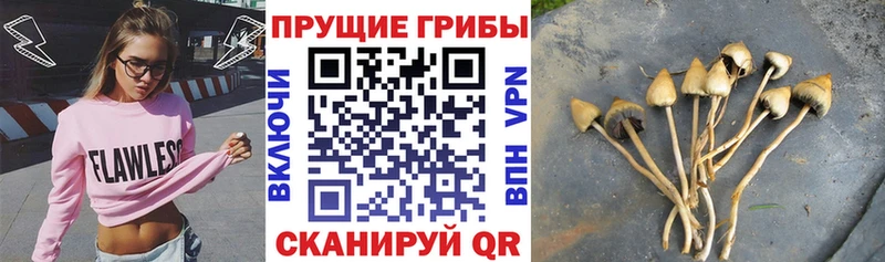 как найти Южноуральск Галлюциногенные грибы MAGIC MUSHROOMS